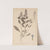Herbier de la flore française Pl.0896 by Louis Antoine Cusin