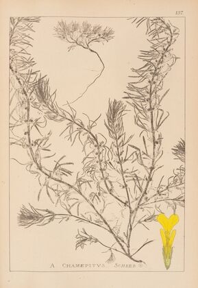 Herbier de la flore française Pl.0897