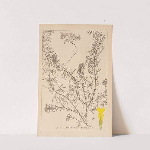 Herbier de la flore française Pl.0897 by Louis Antoine Cusin