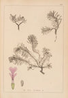 Herbier de la flore française Pl.0898