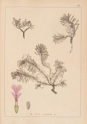 Herbier de la flore française Pl.0898