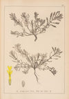Herbier de la flore française Pl.0899