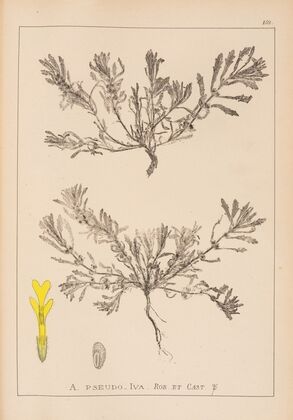 Herbier de la flore française Pl.0899