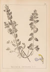Herbier de la flore française Pl.0900