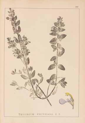 Herbier de la flore française Pl.0900