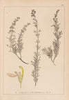 Herbier de la flore française Pl.0901