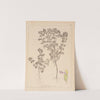 Herbier de la flore française Pl.0902 by Louis Antoine Cusin