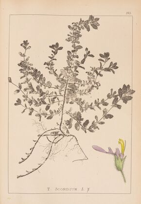 Herbier de la flore française Pl.0903