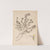 Herbier de la flore française Pl.0903 by Louis Antoine Cusin