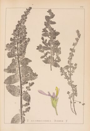 Herbier de la flore française Pl.0904