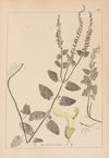 Herbier de la flore française Pl.0905