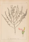 Herbier de la flore française Pl.0906