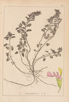 Herbier de la flore française Pl.0907