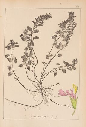 Herbier de la flore française Pl.0907