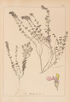 Herbier de la flore française Pl.0910