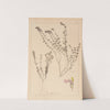 Herbier de la flore française Pl.0910 by Louis Antoine Cusin