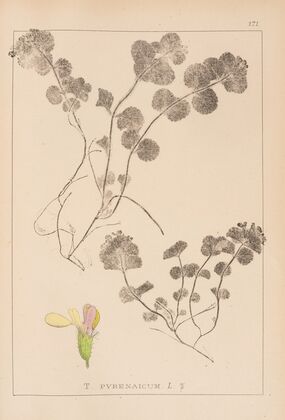 Herbier de la flore française Pl.0911