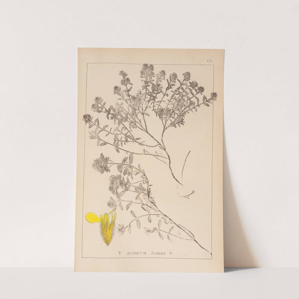 Herbier de la flore française Pl.0913 by Louis Antoine Cusin