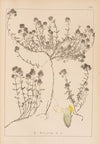 Herbier de la flore française Pl.0914