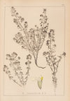Herbier de la flore française Pl.0915