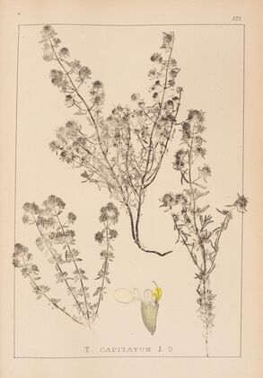 Herbier de la flore française Pl.0915