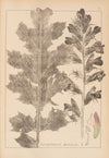 Herbier de la flore française Pl.0916