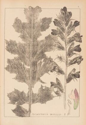 Herbier de la flore française Pl.0916