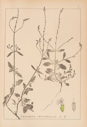 Herbier de la flore française Pl.0917