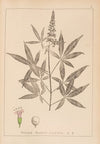 Herbier de la flore française Pl.0918