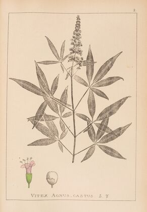 Herbier de la flore française Pl.0918
