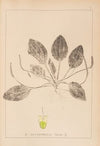 Herbier de la flore française Pl.0920