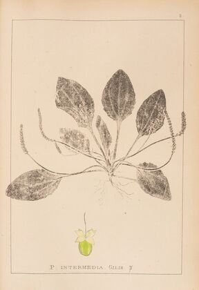 Herbier de la flore française Pl.0920