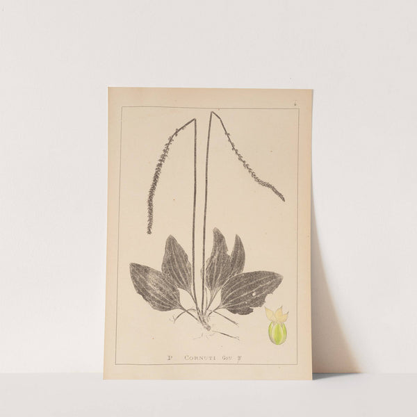 Herbier de la flore française Pl.0922 by Louis Antoine Cusin