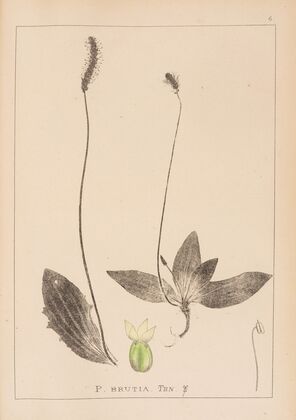 Herbier de la flore française Pl.0924