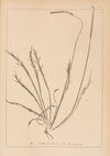 Herbier de la flore française Pl.0927