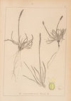 Herbier de la flore française Pl.0928