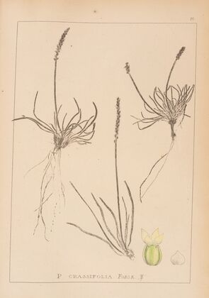 Herbier de la flore française Pl.0928