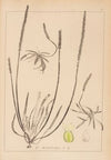 Herbier de la flore française Pl.0929