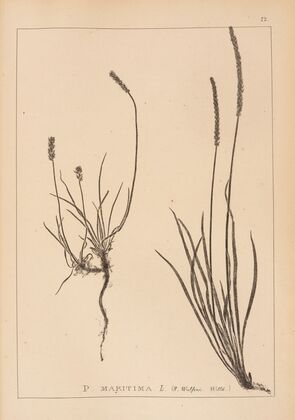 Herbier de la flore française Pl.0930