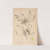 Herbier de la flore française Pl.0931 by Louis Antoine Cusin