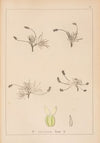 Herbier de la flore française Pl.0933