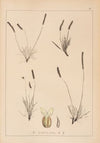 Herbier de la flore française Pl.0934