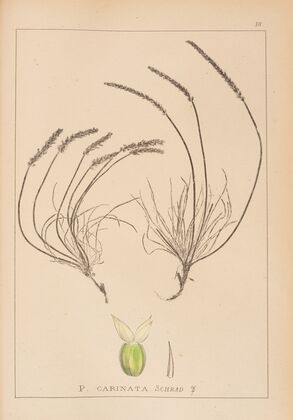 Herbier de la flore française Pl.0936