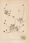 Herbier de la flore française Pl.0937