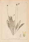 Herbier de la flore française Pl.0938