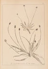 Herbier de la flore française Pl.0940