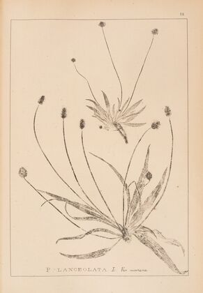 Herbier de la flore française Pl.0940