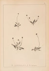 Herbier de la flore française Pl.0941