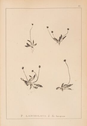 Herbier de la flore française Pl.0941