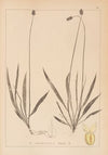 Herbier de la flore française Pl.0942